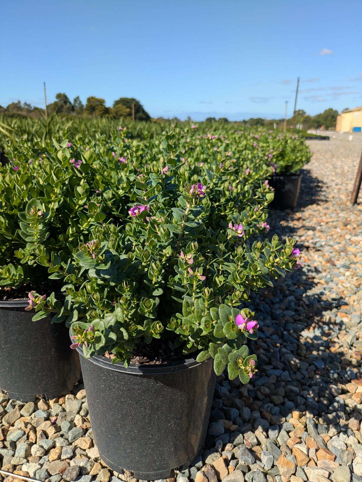 Polygala Little Charmer