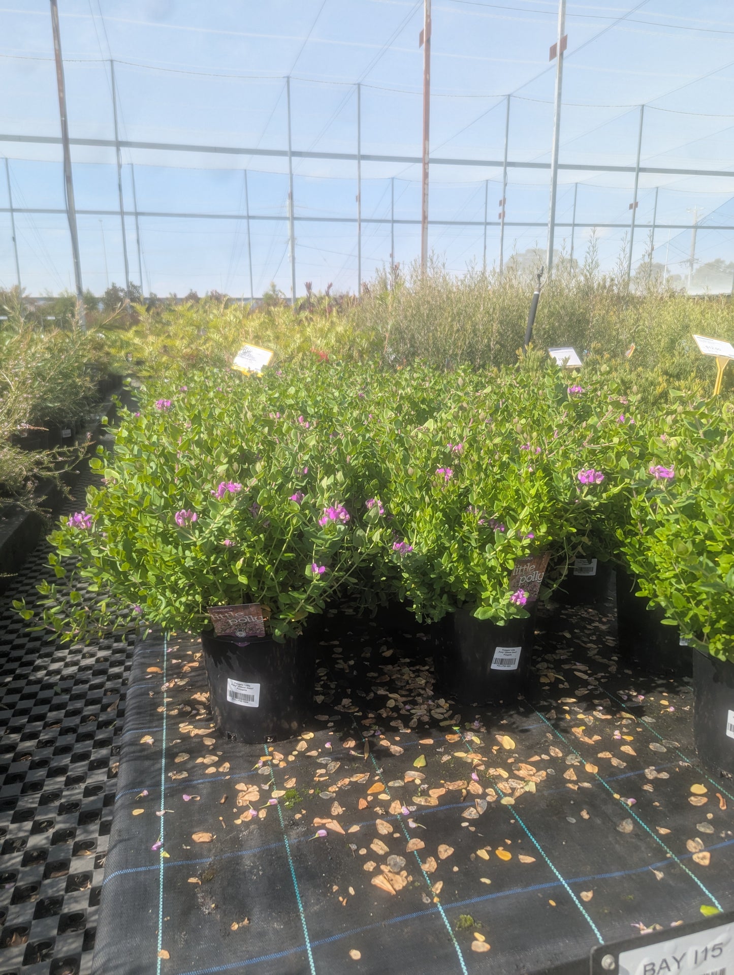 Polygala Little Polly