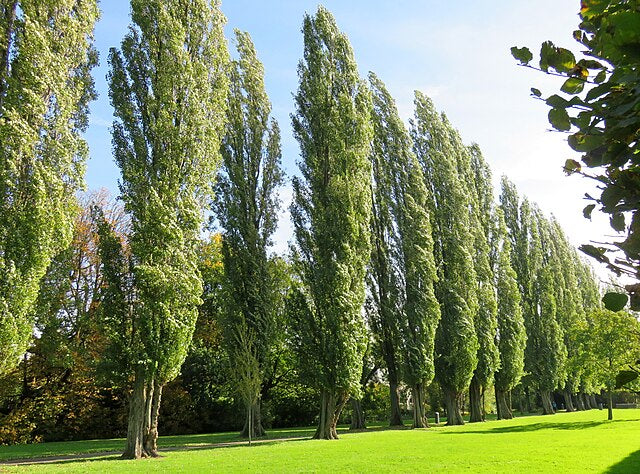 Populus nigra Italica