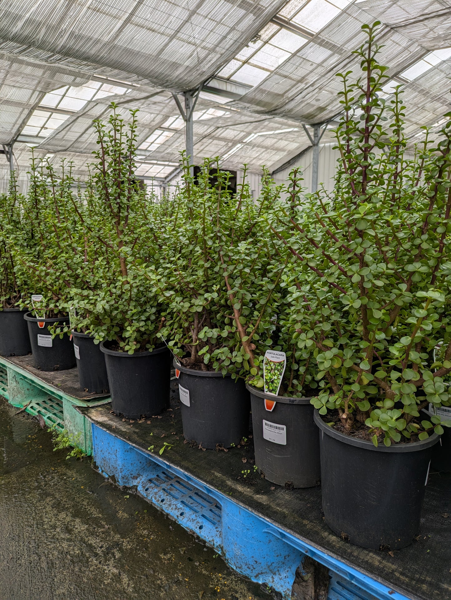 Portulacaria afra