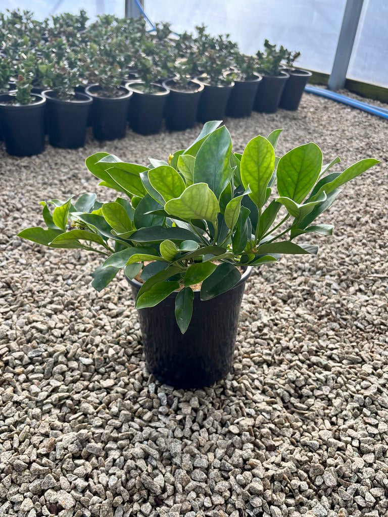 Posoqueria longiflora
