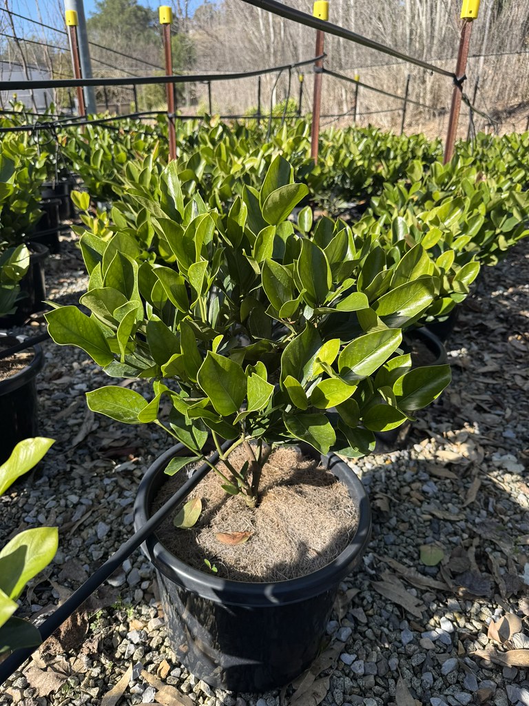 Posoqueria longiflora