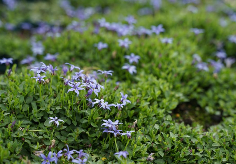 Pratia pedunculata Country Park