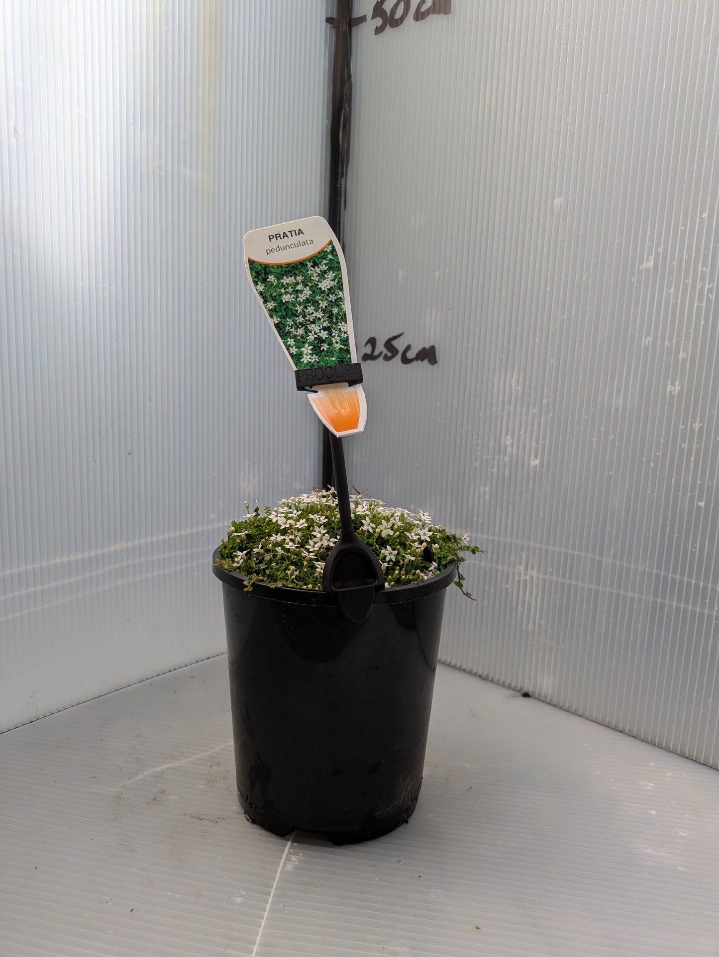 Pratia pedunculata White