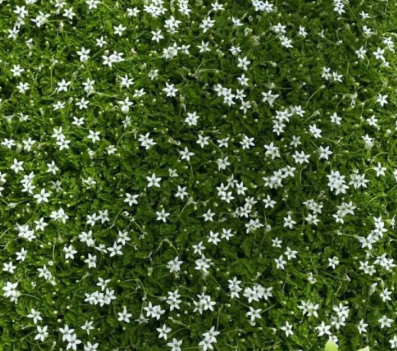 Pratia pedunculata White