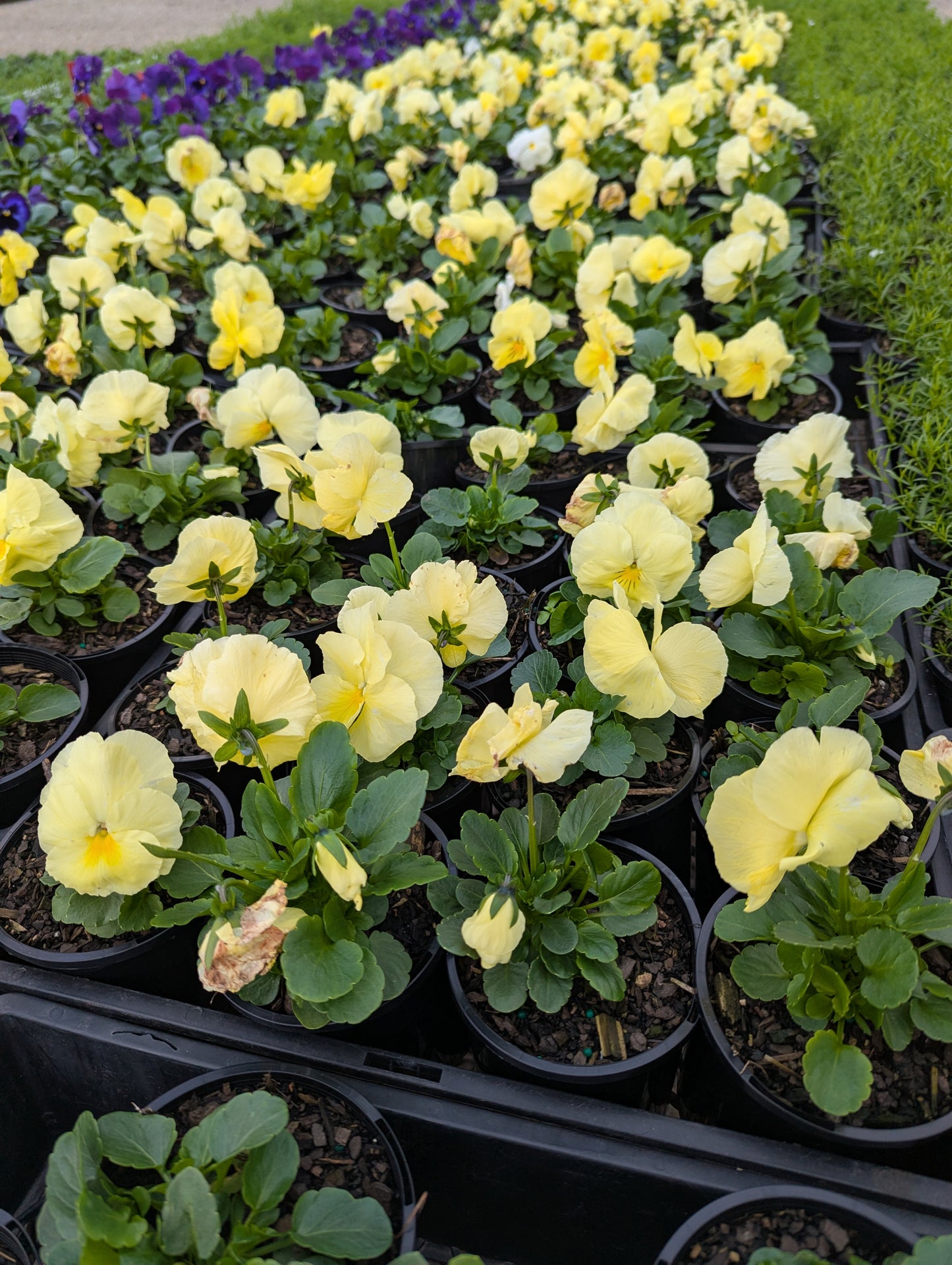 Pansy Primrose