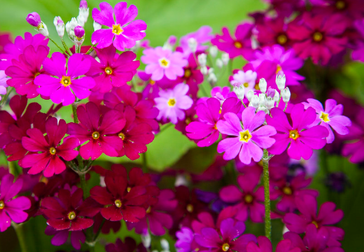 Primula malacoides Ruby Queen