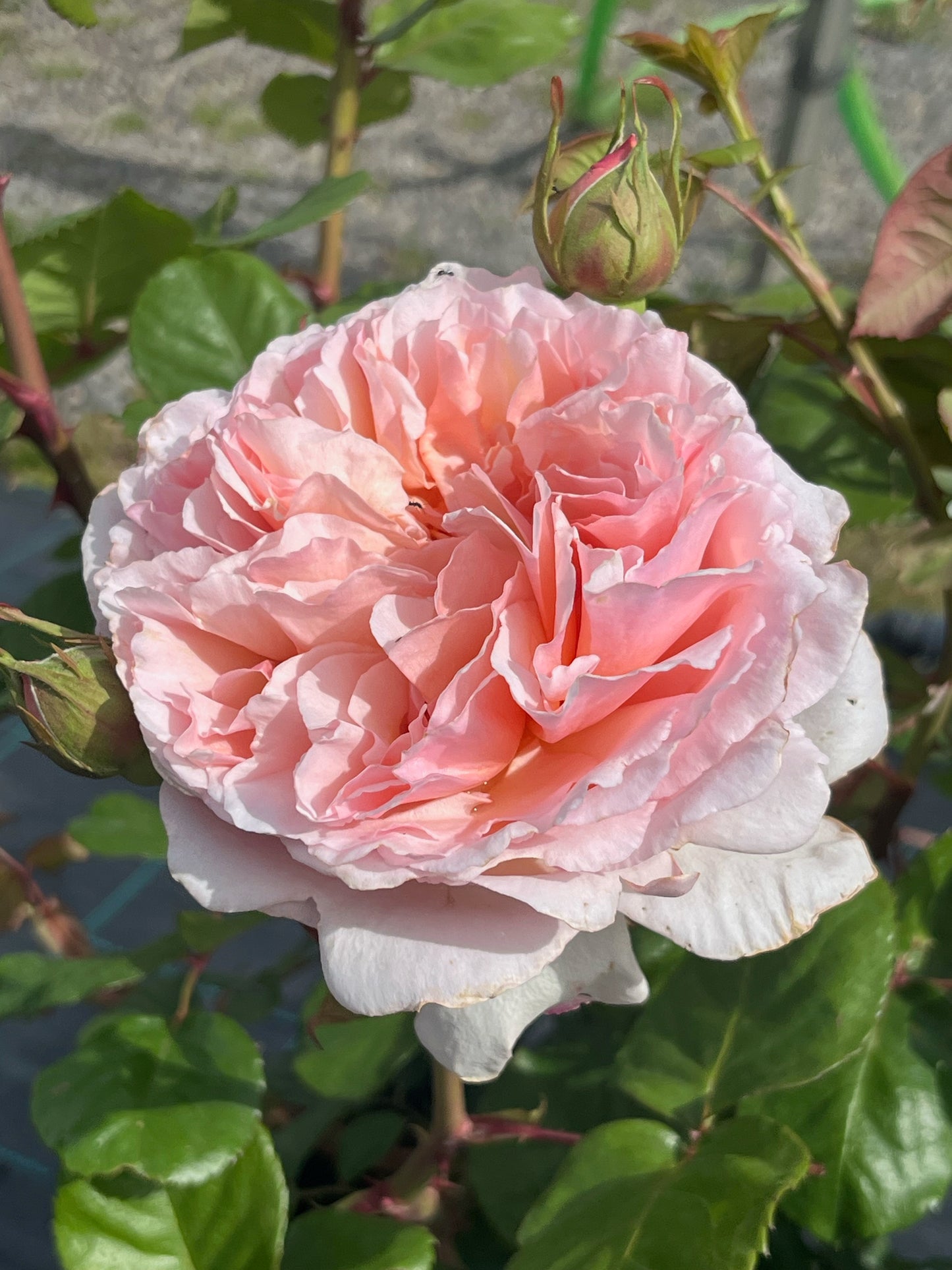 Rose - Princesse Charlene de Monaco