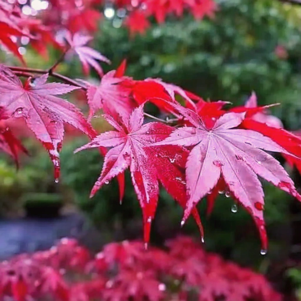 Acer palmatum