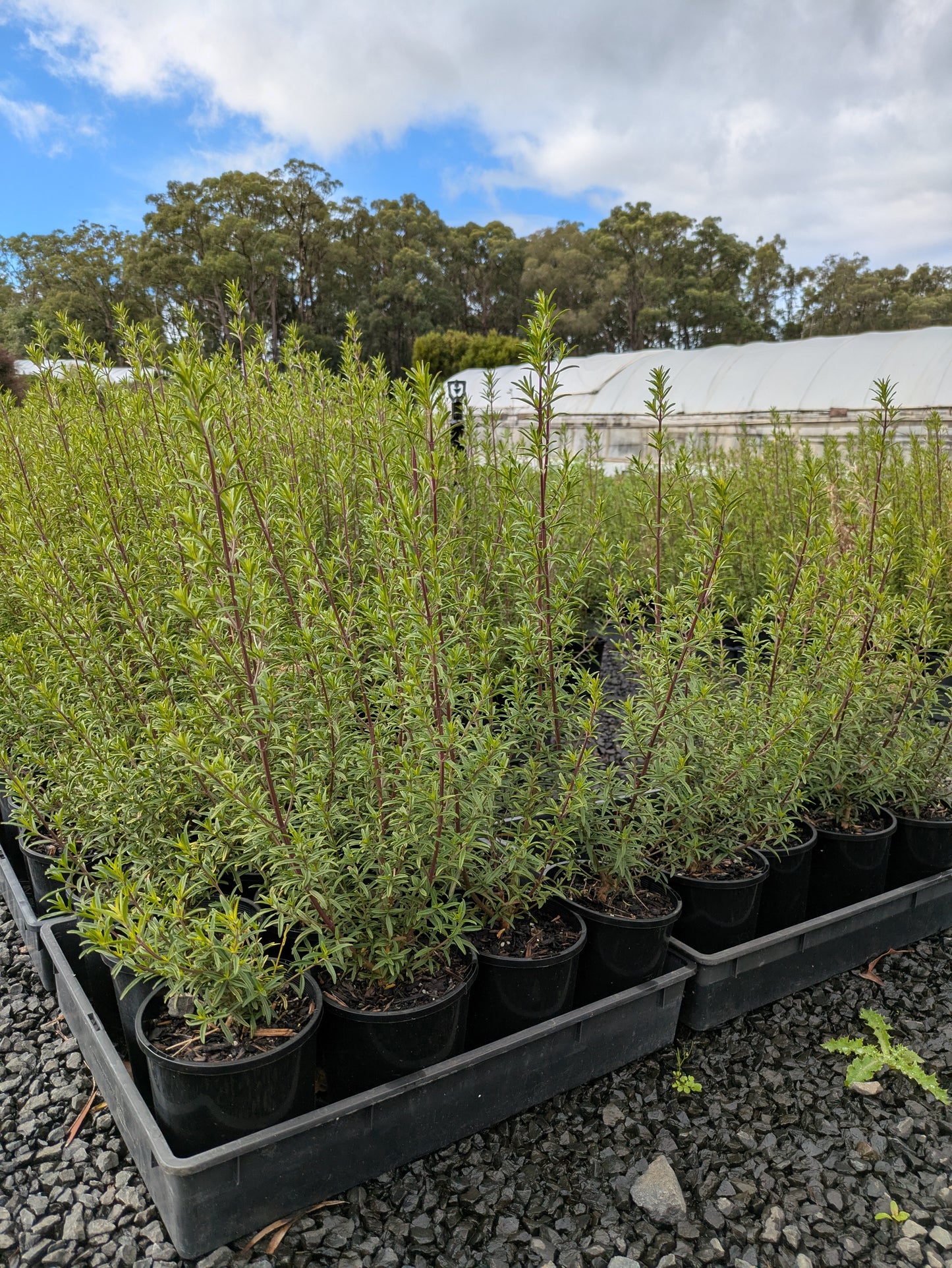 Prostanthera Poorinda Ballerina