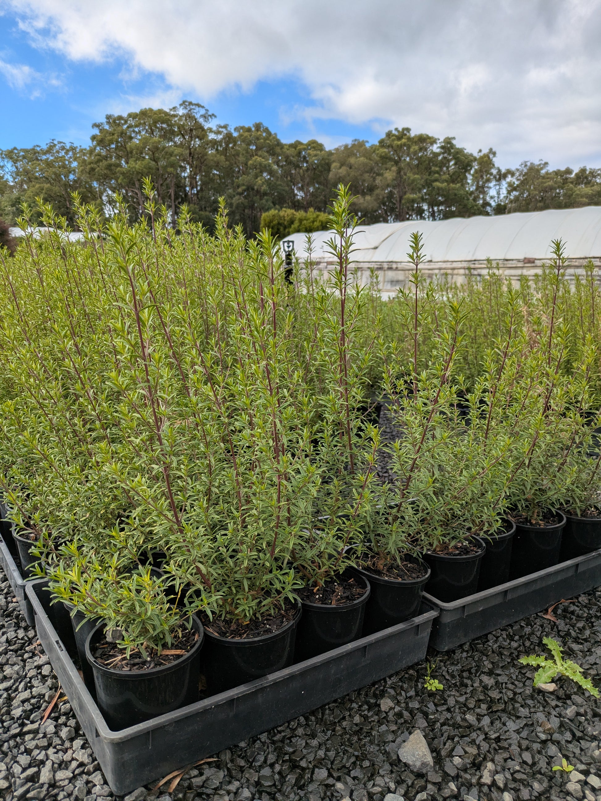 the plant broker