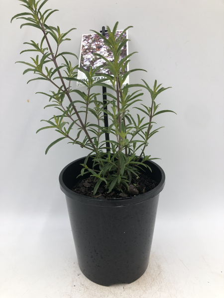 the plant broker