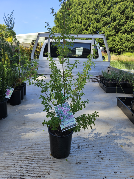 the plant broker
