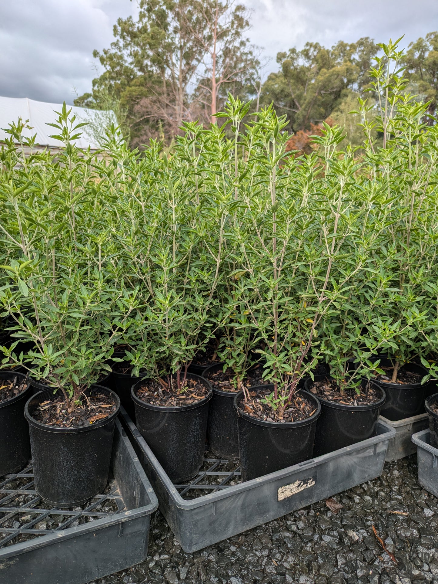 Prostanthera ovalifolia
