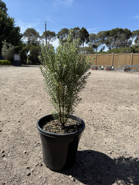 Prostanthera ovalifolia