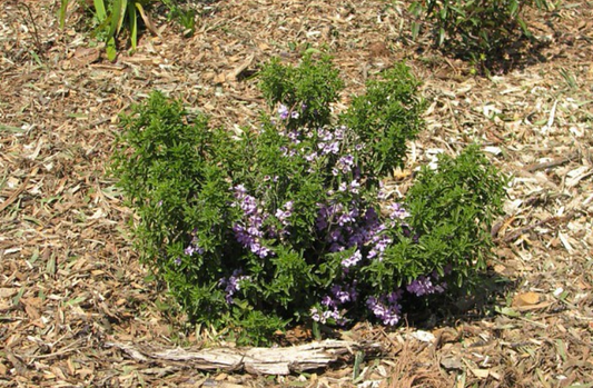 Prostanthera ovalifolia compacta
