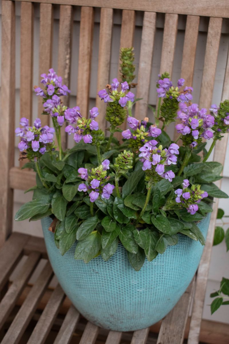 the plant broker