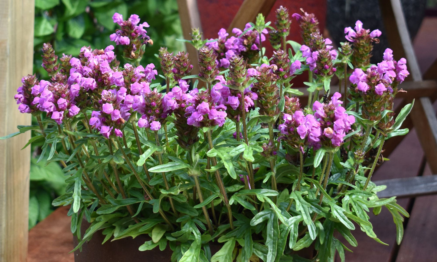 Prunella ‘Bella Pink’