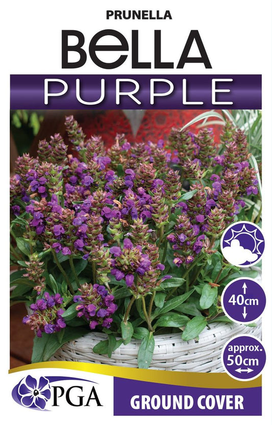 Prunella ‘Bella Purple’