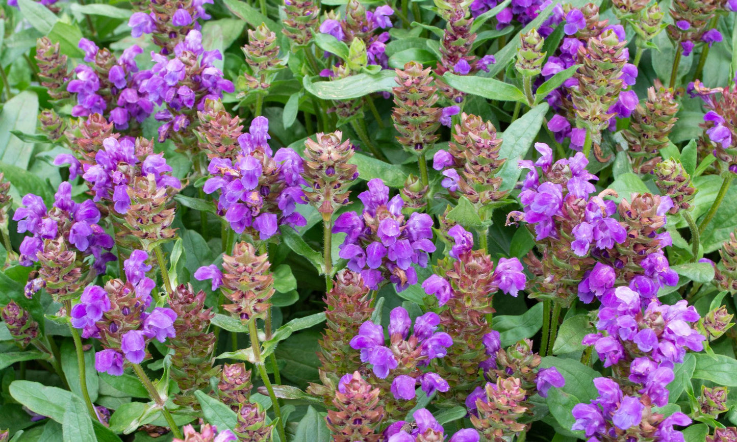 Prunella ‘Bella Purple’