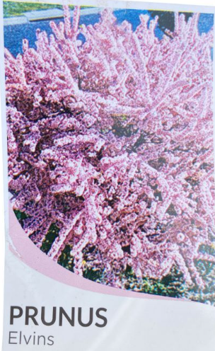 Prunus Elvins