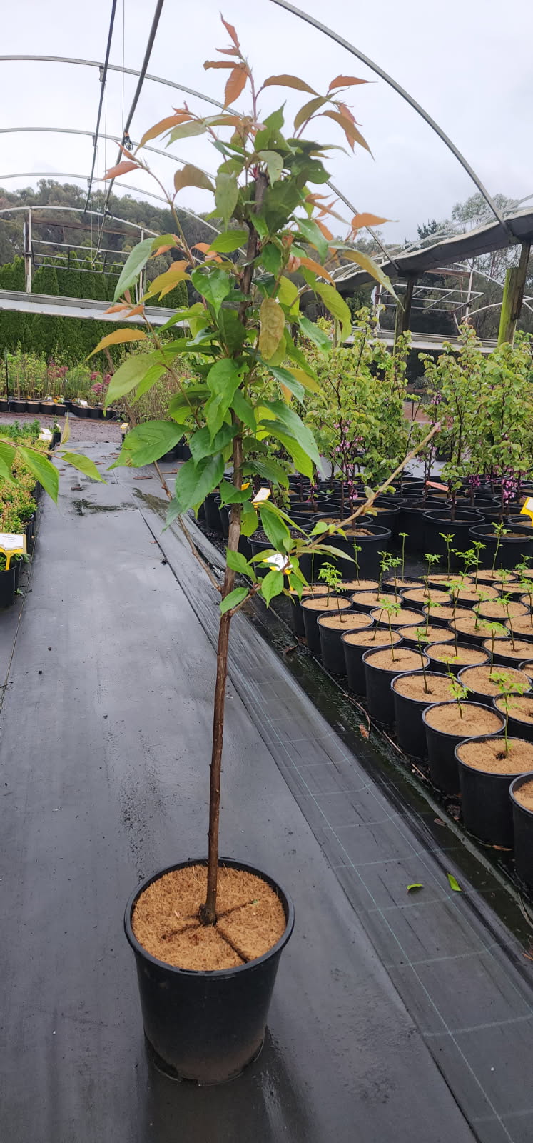 Prunus Kanzan (Sekiyama)