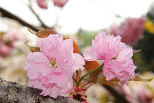 Prunus Kanzan (Sekiyama)