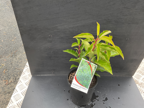 Prunus lusitanica