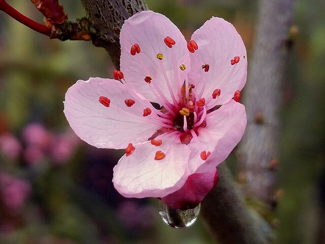 Prunus cerasifera Nigra