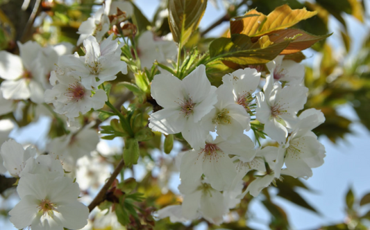 Prunus serrulata Tai Haku