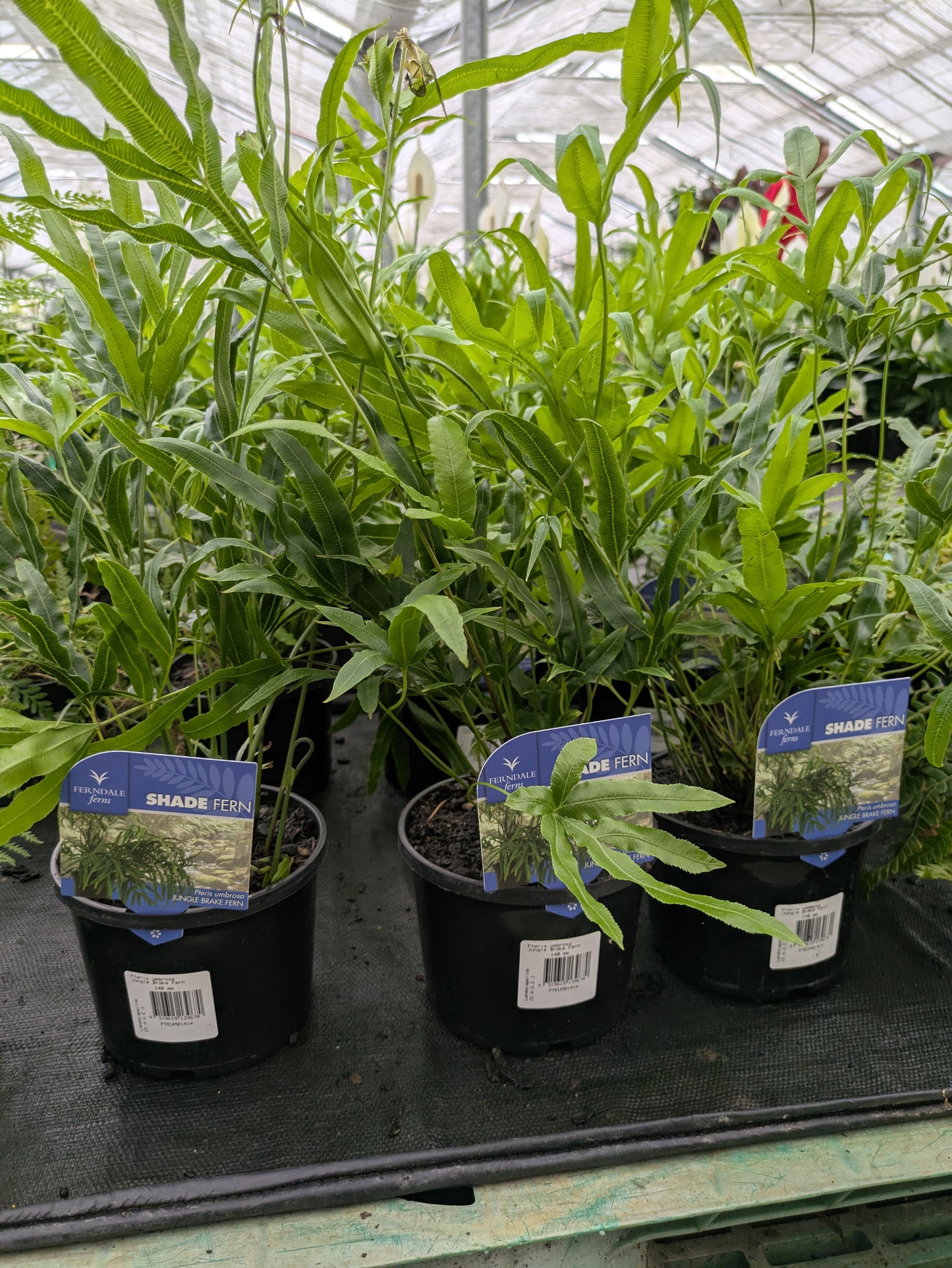 Pteris umbrosa