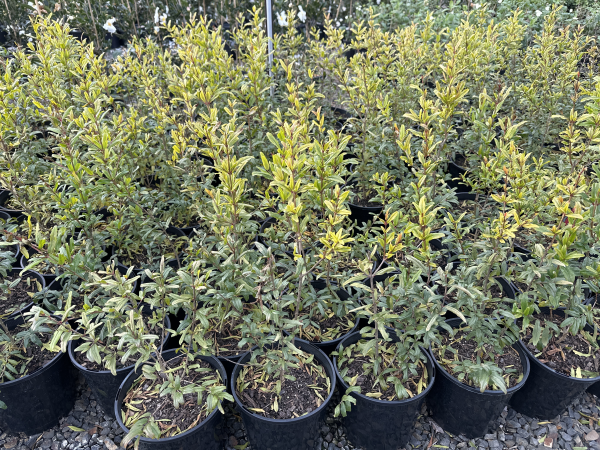 Punica granatum 'Wonderful' (Pomegranate)