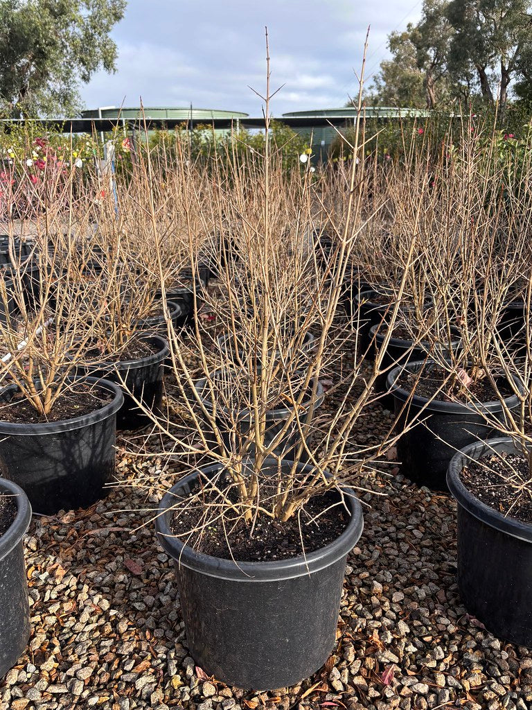 Punica granatum 'Wonderful' (Pomegranate)