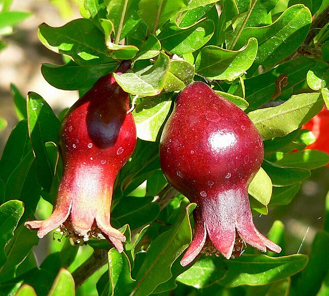 Punica granatum nana