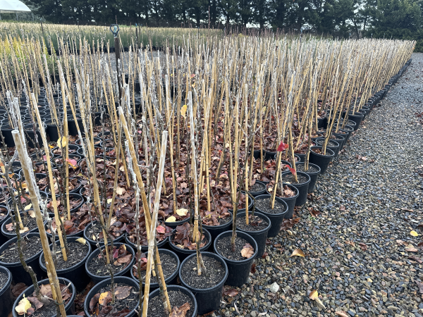 Pyrus calleryana Capital
