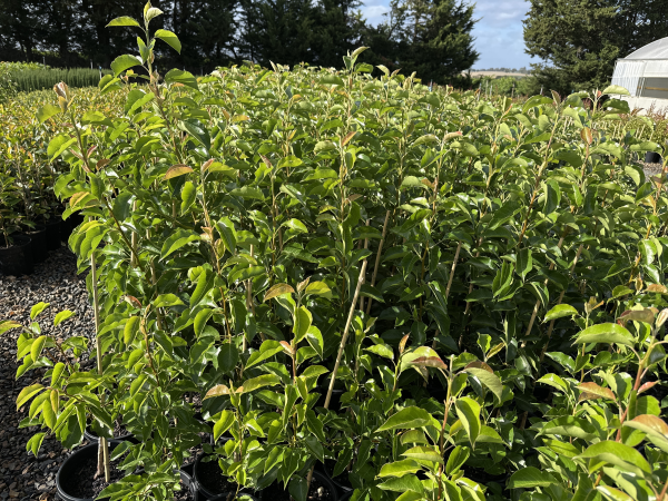 Pyrus calleryana 'Cleveland Select'