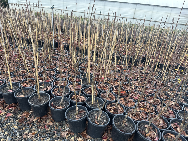 Pyrus calleryana 'Cleveland Select'