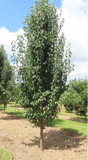 Pyrus x. Edgewood