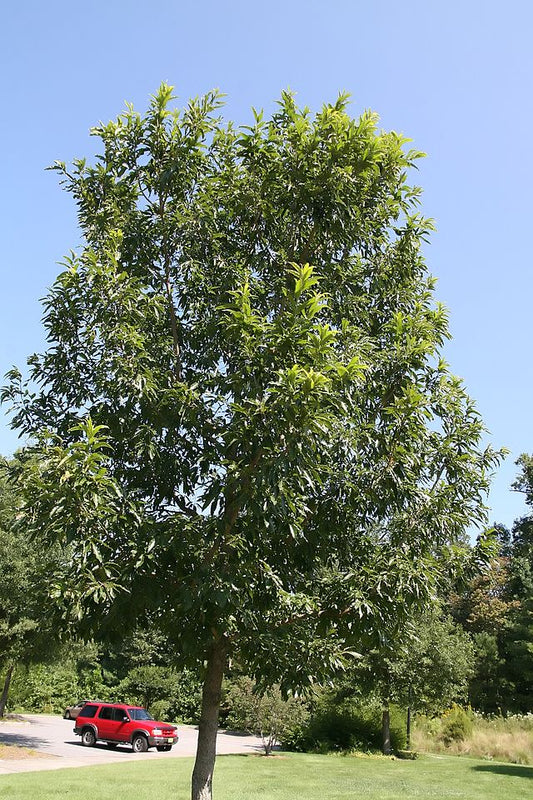 Quercus acutissima