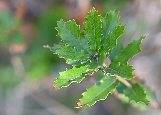 Quercus lusitanica