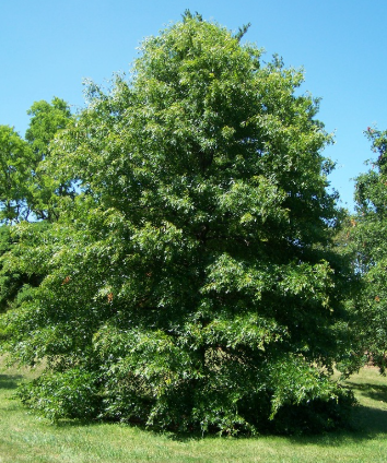 Quercus palustris