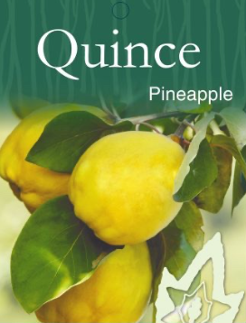 Quince - Pineapple