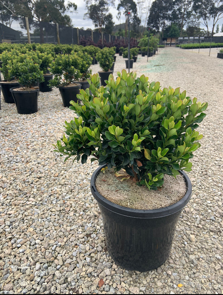 Rhaphiolepis indica 'Snow Maiden'