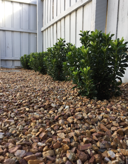 Rhaphiolepis indica 'Snow Maiden'