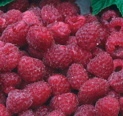 Raspberry - Chilcoton