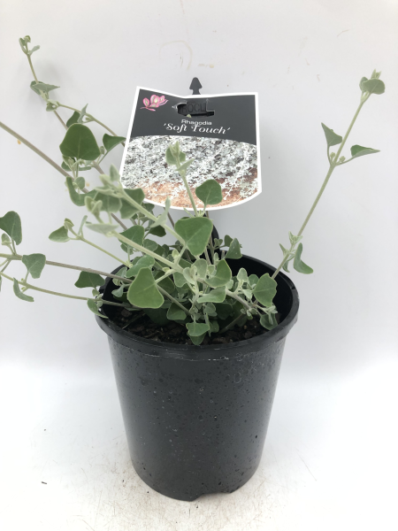 the plant broker