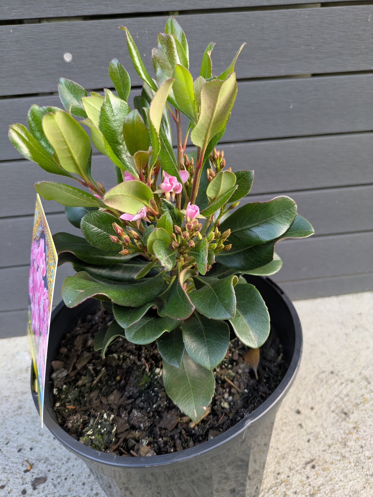 Rhaphiolepis Indica 'Oriental Pink'