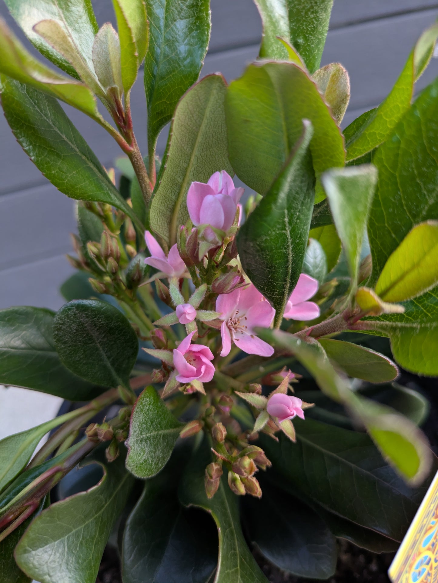 Rhaphiolepis Indica 'Oriental Pink'