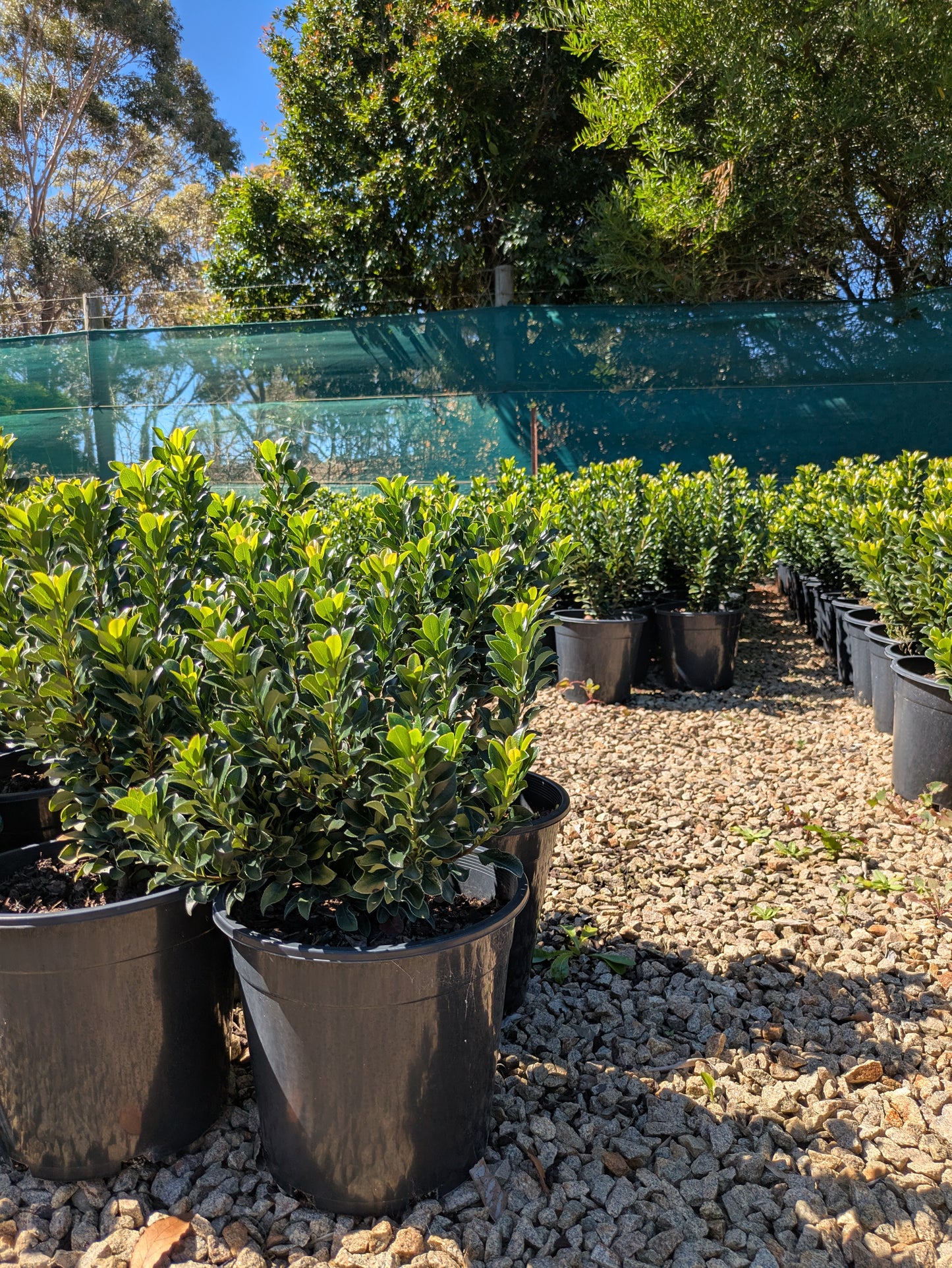 Rhaphiolepis indica 'Snow Maiden'
