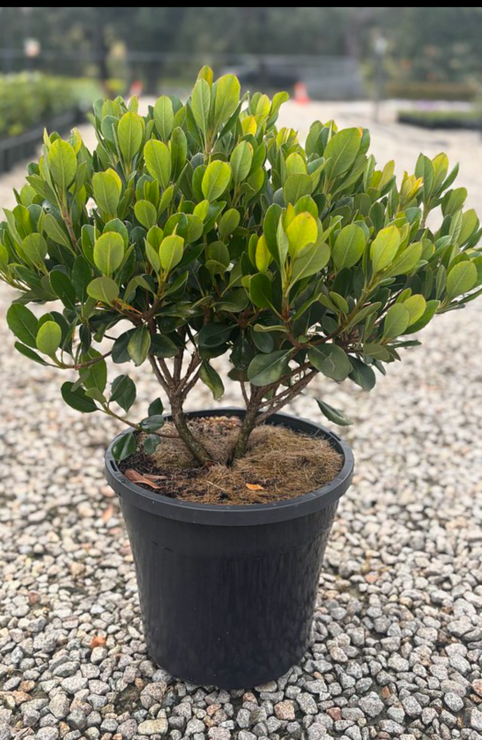Rhaphiolepis indica 'Spring Pearl'